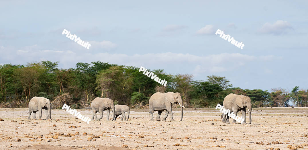 African Bush Elephants